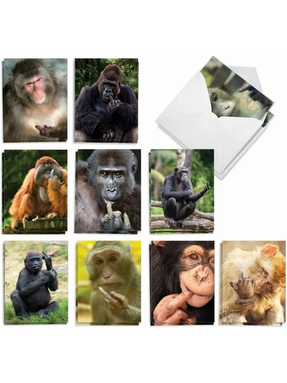 20 Blank Note Cards with Envelopes - All Occasion Animal Assortment (10 Designs)